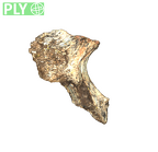 DNH 43B right os coxae anterior fragment