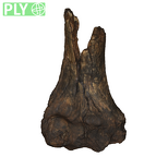 DNH 32 humerus
