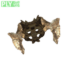 DNH 43 pelvis partial reconstruction-reflected os coxae