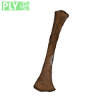 DNH 50 - juv humerus