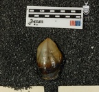 MLD 11.30 Australopithecus africanus URC labial