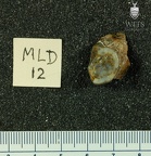 MLD 12 A. africanus right maxilla