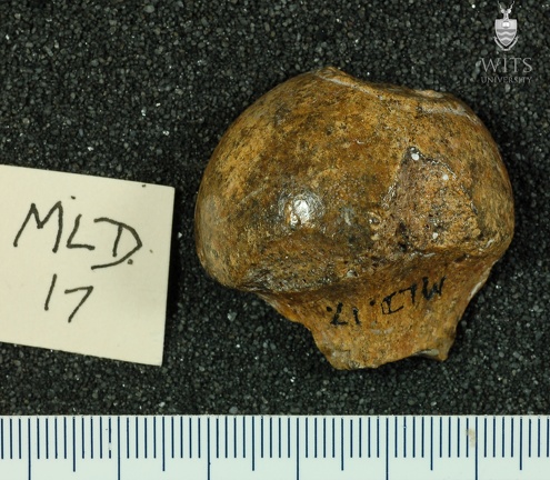 MLD 17 Australopithecus africanus FEML posterior