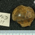 MLD_17_Australopithecus_africanus_FEML_posterior.JPG