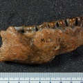 MLD 18 Australopithecus africanus mandible lateral