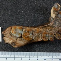 MLD 18 Australopithecus africanus mandible superior
