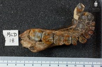 MLD 18 Australopithecus africanus mandible superior