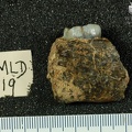 MLD 19 Australopithecus africanus mandible medial