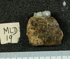 MLD 19 Australopithecus africanus mandible medial