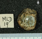 MLD 19 A. africanus mandible