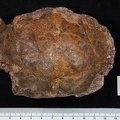 MLD_1_Australopithecus_africanus_cranium_anterior.JPG