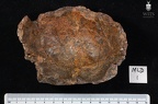 MLD 1 Australopithecus africanus cranium anterior