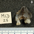 MLD_23_Australopithecus_africanus_MAXL_anterior.JPG
