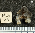 MLD 23 A. africanus left maxilla