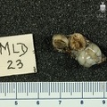 MLD 23 Australopithecus africanus MAXL inferior