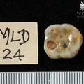 MLD 24 Australopithecus africanus LLM occlusal