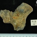 MLD 25 Australopithecus africanus OSCOXL medial