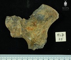 MLD 25 Australopithecus africanus OSCOXL medial