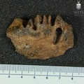 MLD 27 Australopithecus africanus mandible anterior