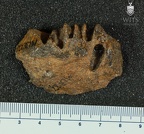 MLD 27 A. africanus mandible