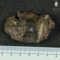 MLD_27_Australopithecus_africanus_mandible_posterior.JPG