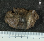 MLD 27 Australopithecus africanus mandible posterior