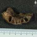 MLD 27 Australopithecus africanus mandible superior