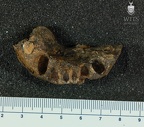 MLD 27 Australopithecus africanus mandible superior