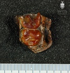MLD 28 A. africanus right maxilla
