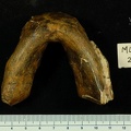 MLD 2 Australopithecus africanus mandible inferior