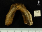 MLD 2 Australopithecus africanus mandible inferior