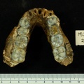 MLD 2 Australopithecus africanus mandible superior