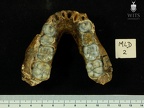 MLD 2 A. africanus mandible