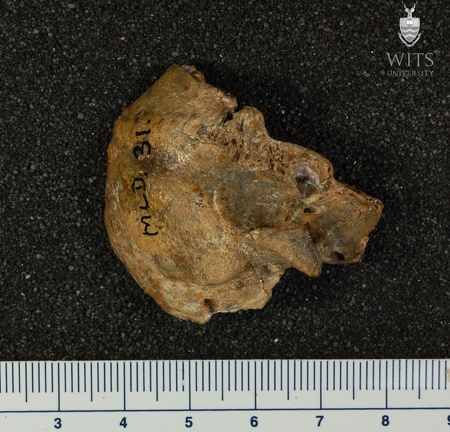 MLD 31 Australopithecus africanus TMPR lateral