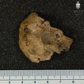 MLD_31_Australopithecus_africanus_TMPR_lateral.JPG