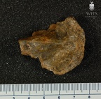 MLD 31 Australopithecus africanus TMPR medial