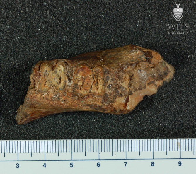 MLD 34 Australopithecus africanus mandible superior