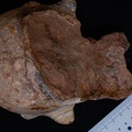 MLD_37.38_Australopithecus_africanus_cranium_inferior.JPG