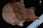 MLD 37.38 Australopithecus africanus cranium inferior