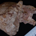 MLD 37.38 Australopithecus africanus cranium posterior