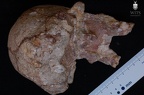 MLD 37.38 Australopithecus africanus cranium posterior