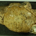 MLD_3a_Australopithecus_africanus_endocast.JPG