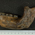 MLD 40 Australopithecus africanus mandible lateral