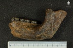 MLD 40 Australopithecus africanus mandible lateral