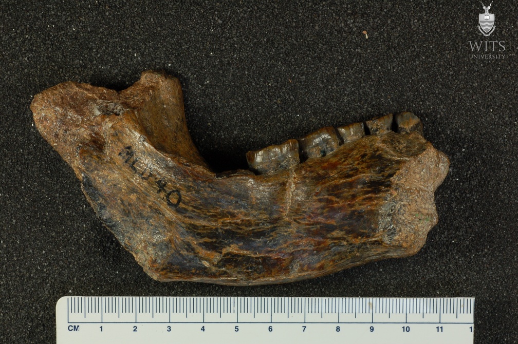 MLD 40 Australopithecus africanus mandible medial