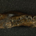 MLD 40 Australopithecus africanus mandible superior