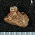 MLD_41_Australopithecus_africanus_MAXR_medial.JPG