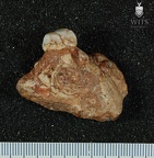 MLD 41 A. africanus right maxilla