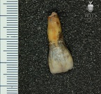MLD 43 Australopithecus africanus ULI1 labial