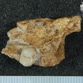 MLD 45 Australopithecus africanus MAXR inferior